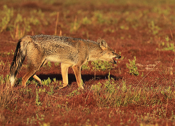 Side-striped jackal - Liuwa Plain NP