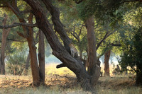 Lower Zambezi