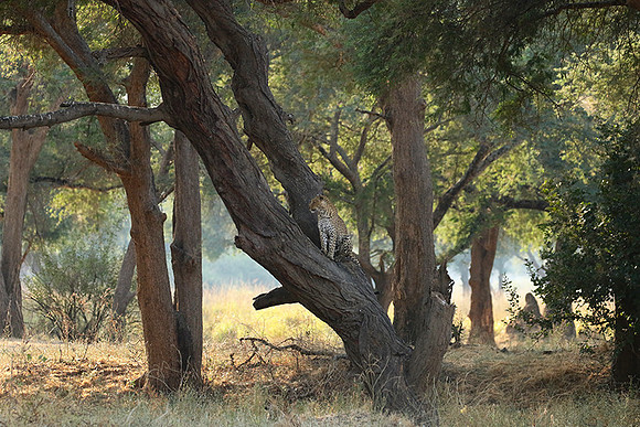 Lower Zambezi