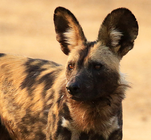 Mana Pools National Park