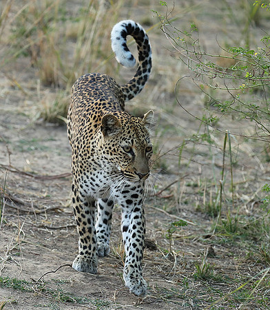 South Luangwa NP