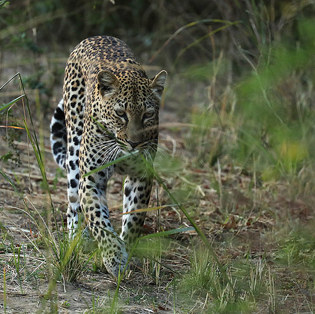 South Luangwa NP