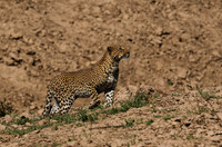 South Luangwa