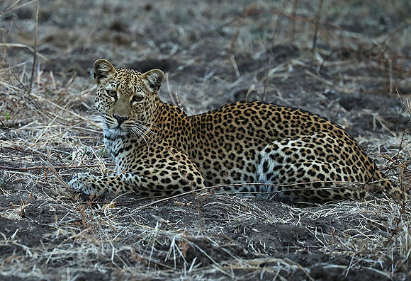 South Luangwa NP