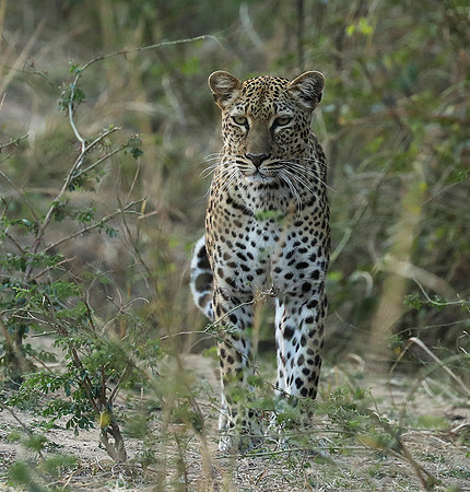 South Luangwa NP