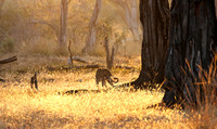 South Luangwa
