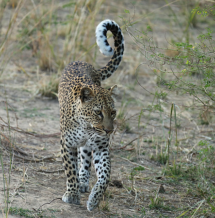 South Luangwa NP