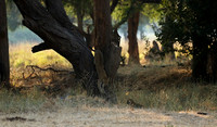 Lower Zambezi