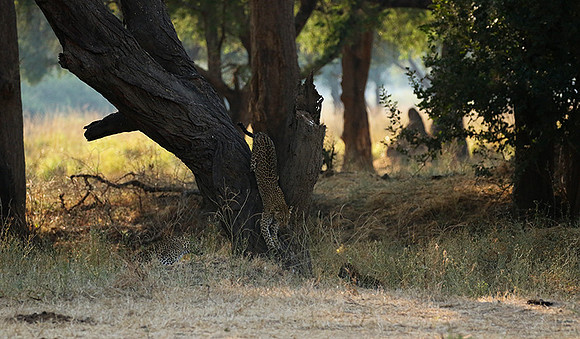 Lower Zambezi