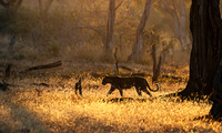 South Luangwa