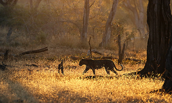 South Luangwa