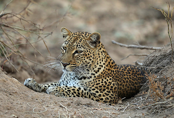 South Luangwa NP