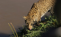 South Luangwa