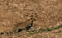 South Luangwa