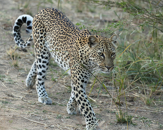 South Luangwa NP