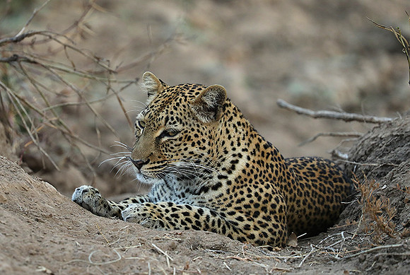 South Luangwa NP