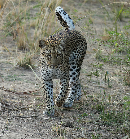 South Luangwa NP