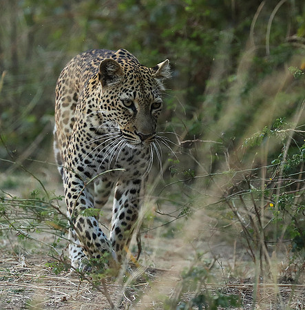 South Luangwa NP