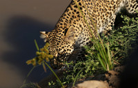 South Luangwa
