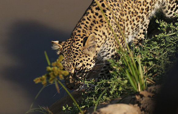 South Luangwa