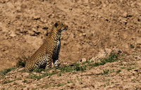 South Luangwa