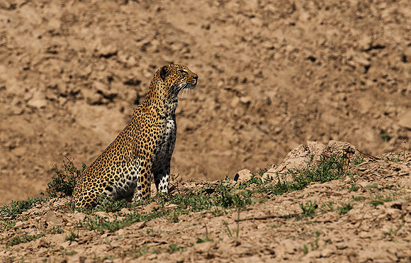 South Luangwa