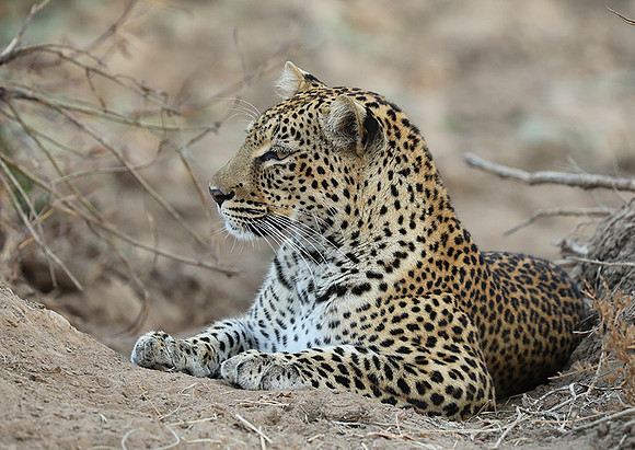 South Luangwa NP