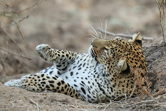 South Luangwa NP