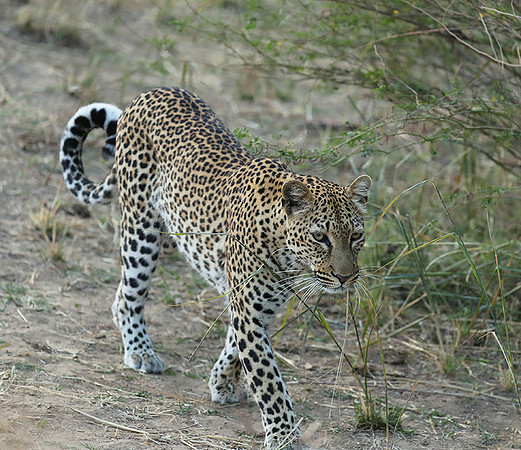 South Luangwa NP