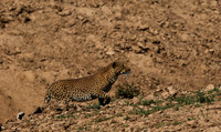 South Luangwa