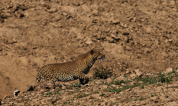 South Luangwa