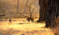 South Luangwa