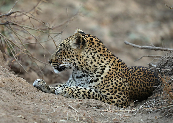 South Luangwa NP