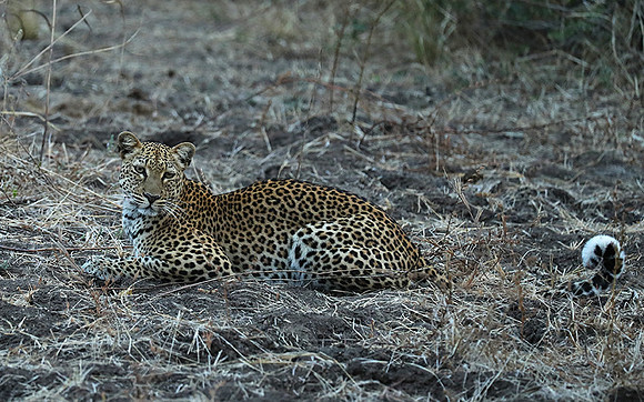 South Luangwa NP