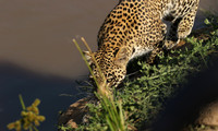 South Luangwa