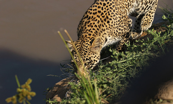 South Luangwa