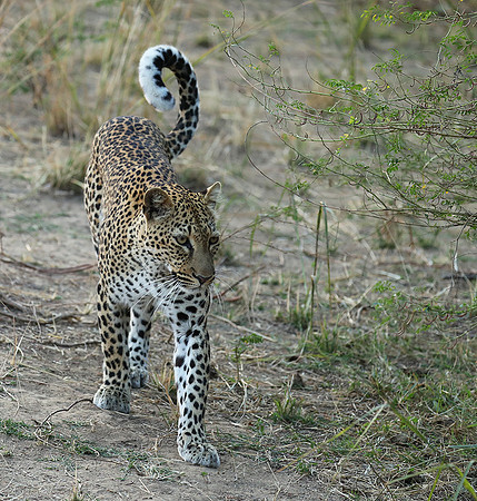 South Luangwa NP