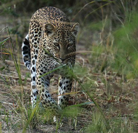 South Luangwa NP