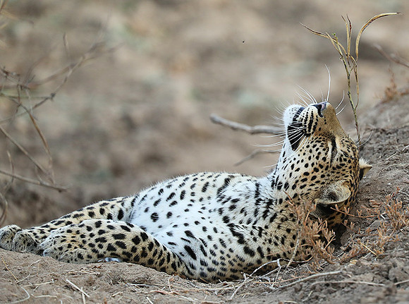 South Luangwa NP
