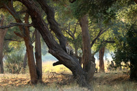 Lower Zambezi