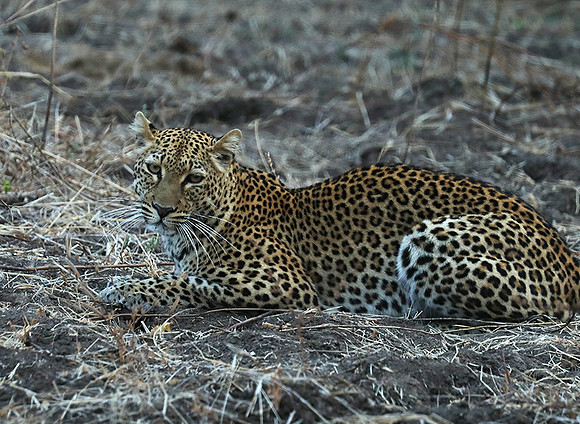 South Luangwa NP