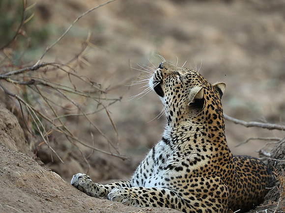 South Luangwa NP