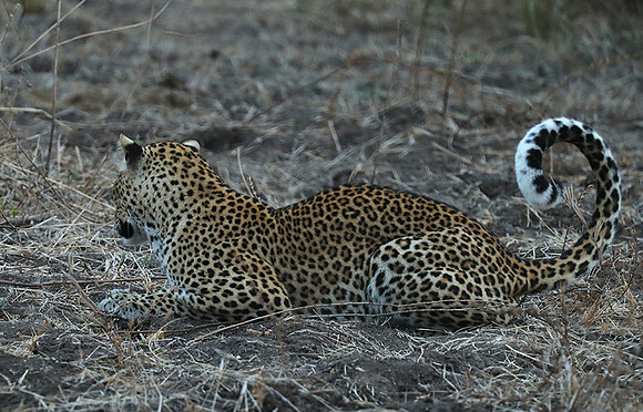 South Luangwa NP