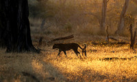 South Luangwa