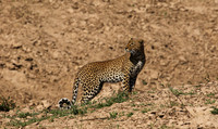 South Luangwa