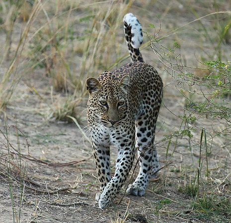 South Luangwa NP