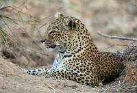 South Luangwa NP