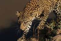 South Luangwa