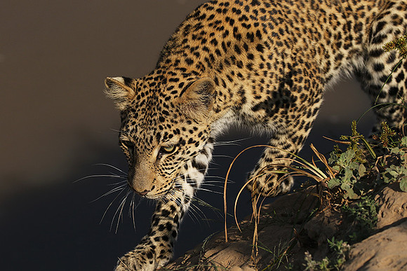 South Luangwa