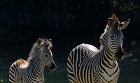 South Luangwa